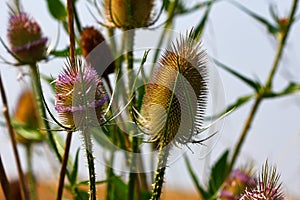 Wild teasel dipsacus fullonum on the late summer field