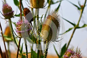 Wild teasel dipsacus fullonum on the late summer field photo