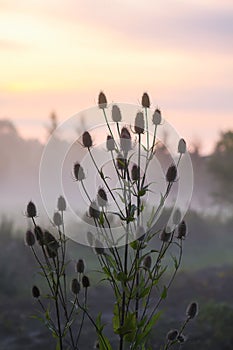 Wild teasel or dipsacus fullonum plant in evening mist on summer field