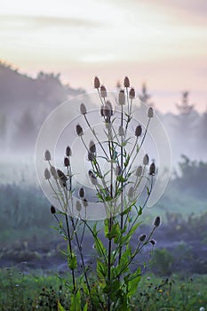 Wild teasel or dipsacus fullonum plant photo