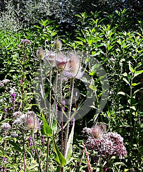 Wild Teasel Dipsacus fullonum spiky summer flowers.