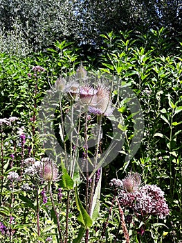 Wild Teasel Dipsacus fullonum spiky summer flowers.