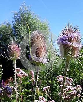 Wild Teasel Dipsacus fullonum spiky summer flowers.