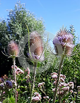 Wild Teasel Dipsacus fullonum spiky summer flowers.