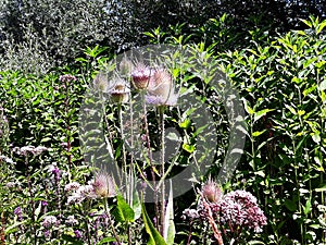 Wild Teasel Dipsacus fullonum spiky summer flowers.