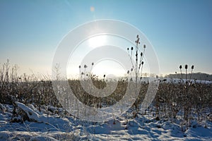 Wild teasel in a field in winter landscape  with tall snow and  at sunrise