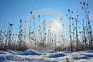 Wild teasel  on  a   field in winter with snow,  sun  and blue sky