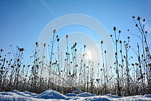 Wild teasel  on  a   field in winter with snow, at sunrise  and blue sky