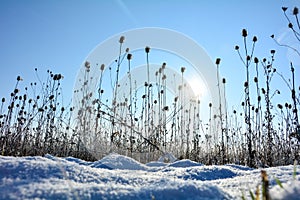 Wild teasel  on  a   field in winter with snow, at sunrise  with blue sky