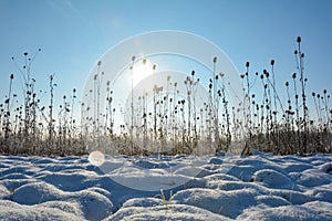 Wild teasel in a field in winter with snow at sunrise with lens flares