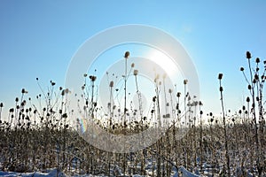 Wild teasel in a field in winter with tall snow, sun and  sky