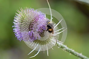Wild teasel flowering, Dipsacus fullonum, seen from the side photo