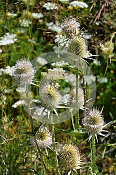 Wild teasel