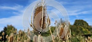 Wild teasel or fuller's teasel, Dipsacus fullonum (Dipsacus sativus)
