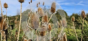 Wild teasel or fuller's teasel, Dipsacus fullonum (Dipsacus sativus)