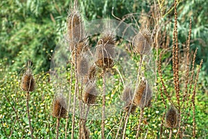 Wild Teasel in natural surroundings