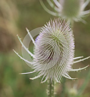 wild teasel thistle or or fullers teasel & x28;Dipsacus fullonum