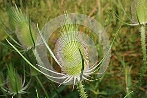 wild teasel