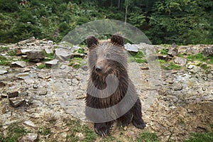 Wild Teddy Bear Sits on his Fanny