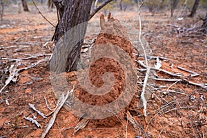 Wild termite mound made of red earth in outback central Australian desert in Australia