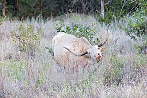 Wild Texas Longhorn Bull