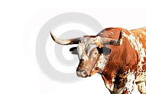 Wild Texas longhorn bull isolated on white background