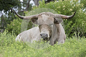 Wild Texas Longhorn bull resting in prairie grass