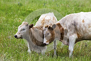 Texas Longhorn Heifer and Calf in the Wichita Mountains Wildlife Refuge, Oklahoma