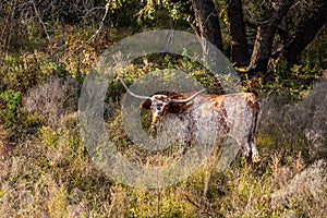 Wild Texas Longhorns at the Wichita Mountains Wildlife Refuge, located in southwestern Oklahoma