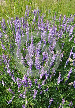 In the wild, thin-leaved peas (Vicia tenuifolia) blooms