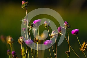 Wild Thistle