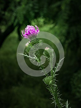 Wild thistle flower in bloom in spring