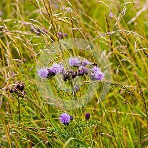 Wild thistle flowers in meadow
