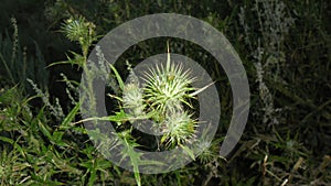 Wild thistle