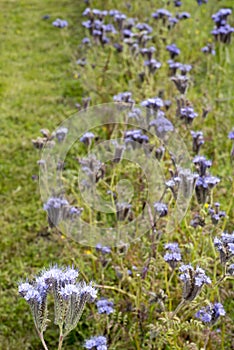 Wild thistle