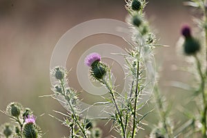 Wild thistle in a meadow
