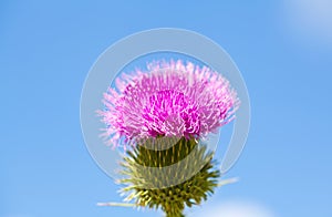 Wild thistle with pink flower on blue sky background