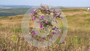 Wild thistles grow in Yorkshire moorland countryside landscape