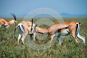 Wild Thompson`s gazelle or Eudorcas thomsonii in savannah