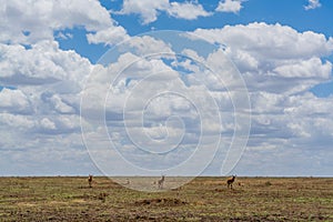 Wild Thomson's gazelles in serengeti national park