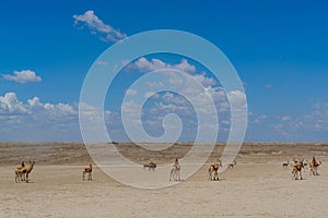 Wild Thomson's gazelles in serengeti national park