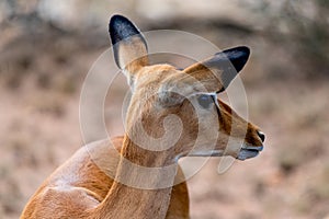 Wild Thomson's gazelles in serengeti national park