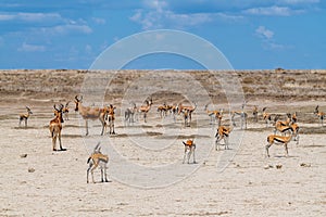 Wild Thomson's gazelles in serengeti national park