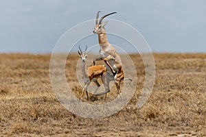 Wild Thomson's gazelles in serengeti national park