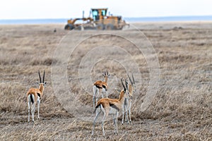 Wild Thomson's gazelles in serengeti national park