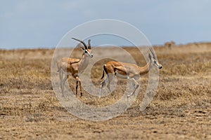 Wild Thomson's gazelles in serengeti national park