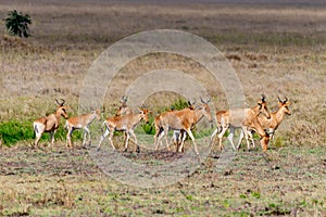 Wild Thomson's gazelles in serengeti national park