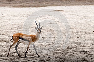 Wild Thomson's gazelles in serengeti national park