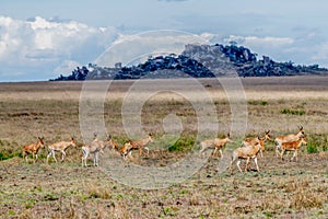 Wild Thomson's gazelles in serengeti national park