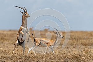 Wild Thomson's gazelles in serengeti national park